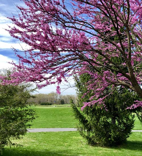 View of greens. Purple flowers in bloom in the left forefront